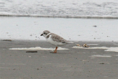 Piping Plover