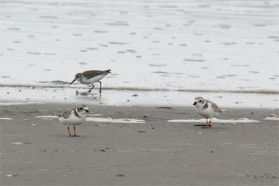 Piping Plover