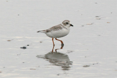 Piping Plover