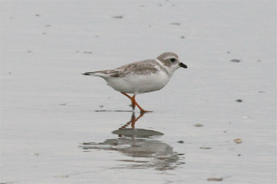 Piping Plover