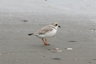 Piping Plover