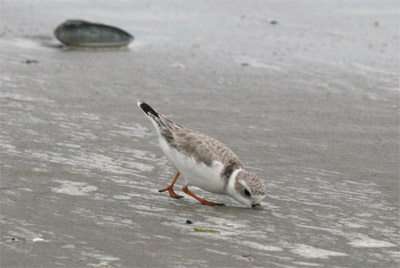 Piping Plover