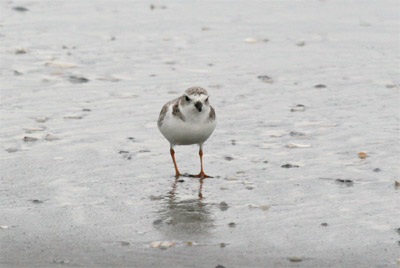 Piping Plover