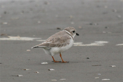 Piping Plover