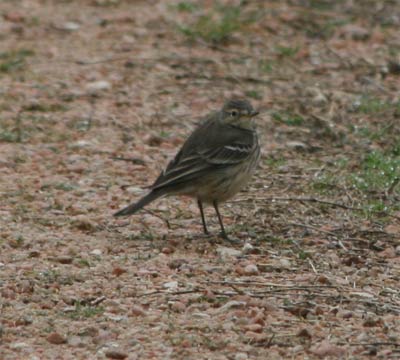 American Pipit