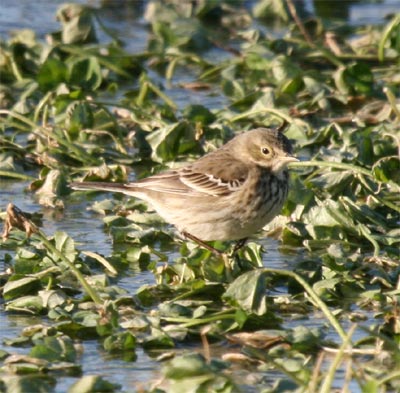 American Pipit