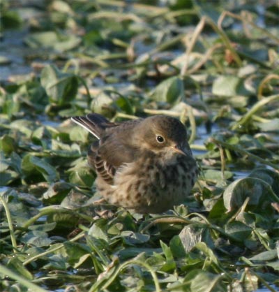 American Pipit