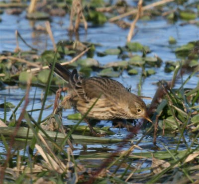 American Pipit