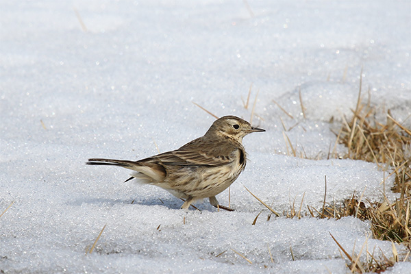 American Pipit