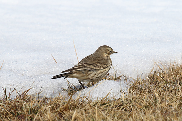 American Pipit