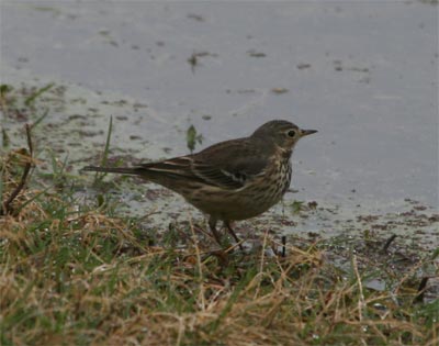 American Pipit