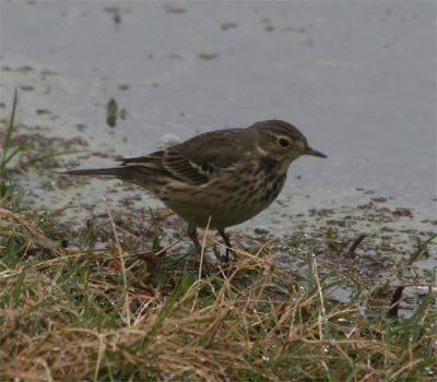 American Pipit