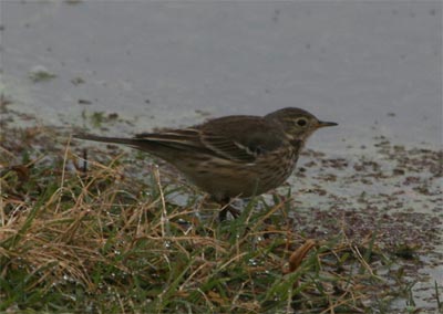 American Pipit