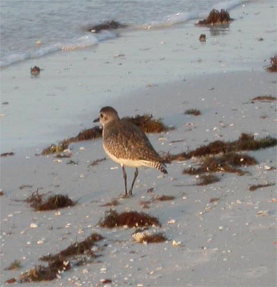 Black Bellied Plover