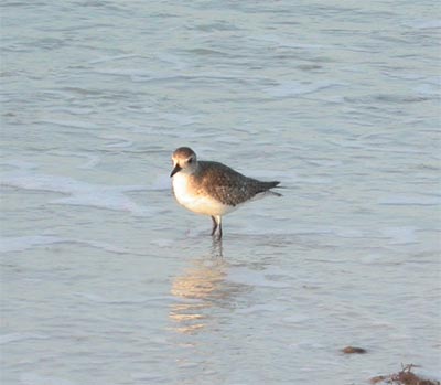 Black Bellied Plover