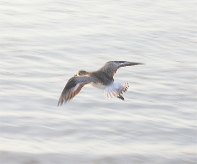 Black Bellied Plover