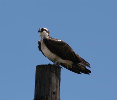 osprey