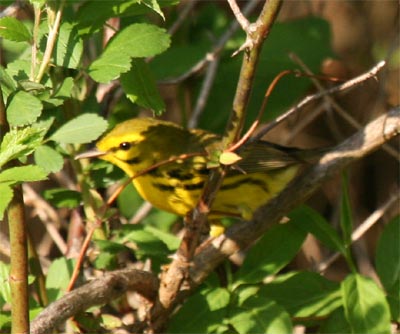 Prairie Warbler