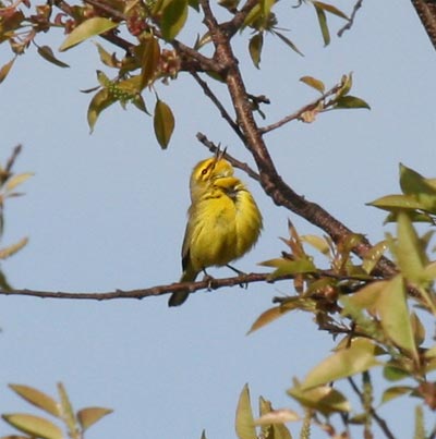 Prairie Warbler