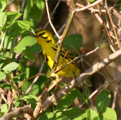 Prairie Warbler