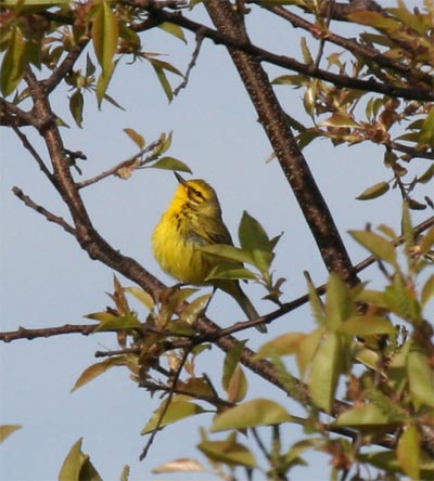 Prairie Warbler