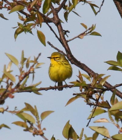 Prairie Warbler