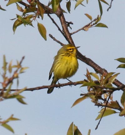 Prairie Warbler