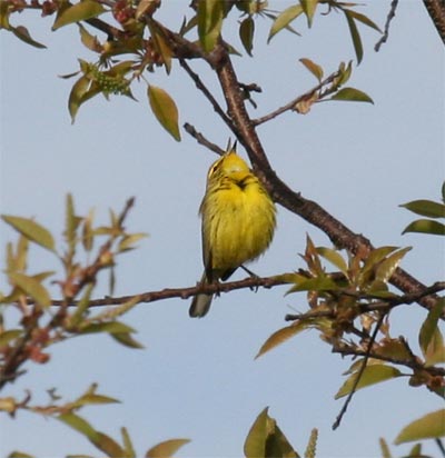 Prairie Warbler