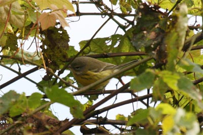 Prairie Warbler?