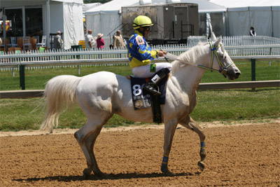 Arabian Race