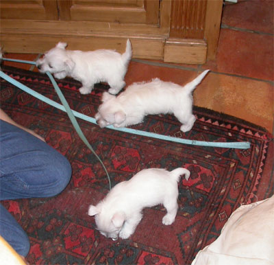 Puppies Playing