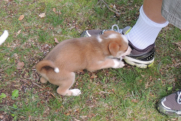 Molly chewing on my shoelace