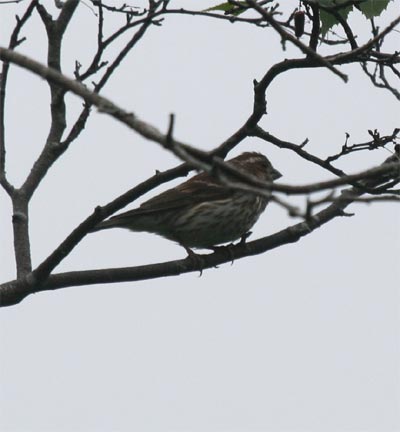 Female Purple Finch