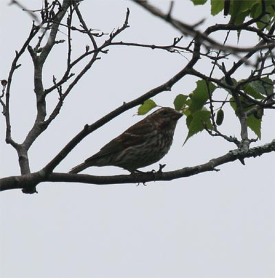 Female Purple Finch