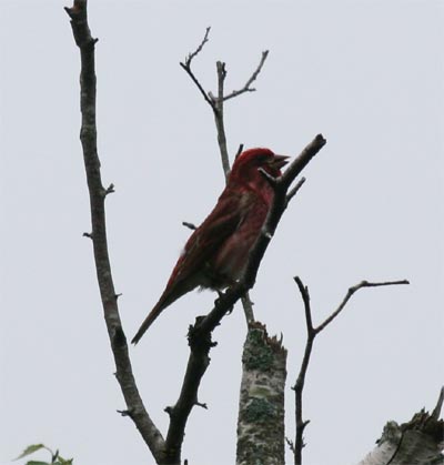 Purple Finch