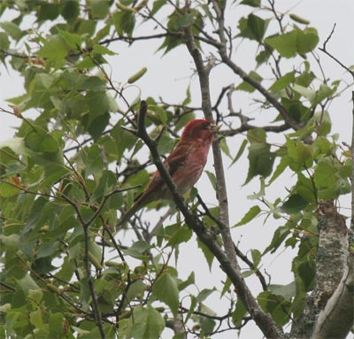 Purple Finch