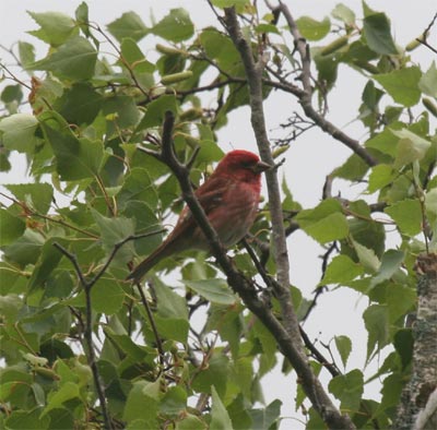 Purple Finch