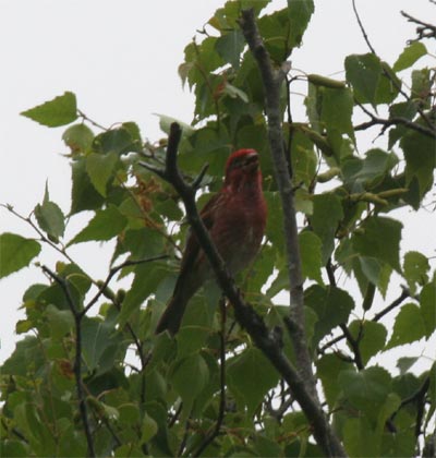 Purple Finch