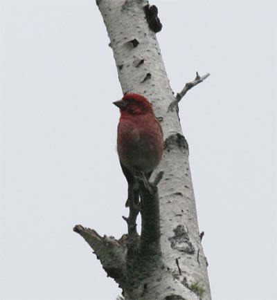 Purple Finch