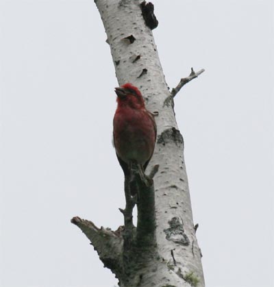 Purple Finch