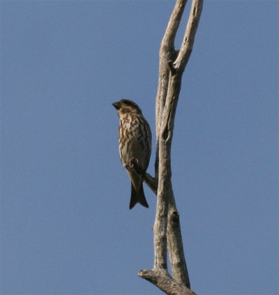 Female Purple Finch