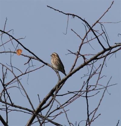 Female Purple Finch