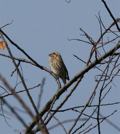 Female Purple Finch