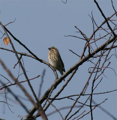 Female Purple Finch