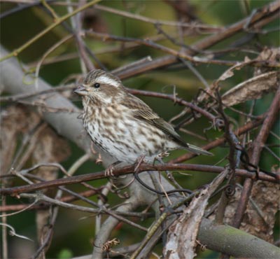 Female Purple Finch