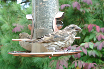 Female Purple Finch