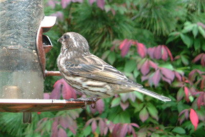 Female Purple Finch