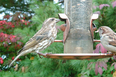 Female Purple Finch