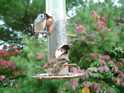 Titmouse and Purple Finch