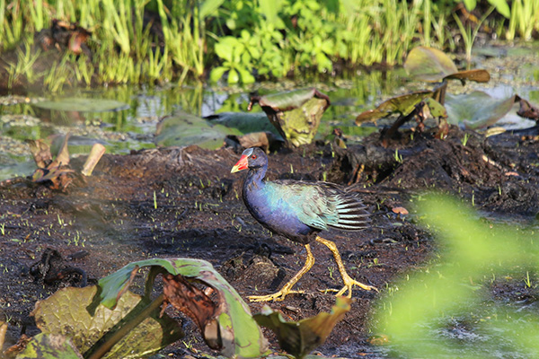 Purple Gallinule